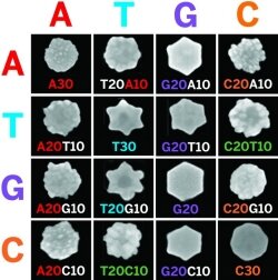 Scanning electron micrographs of gold-DNA nanoparticles show shapes adopted by particles containing different DNAs. A = adenine, T = thymine, G = guanine, C = cytosine.