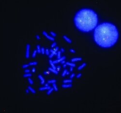Two blue balls sit next to each other at top right. Below and to the left of them is an arrangement of small blue tubes that are all slightly pinched in the middle.