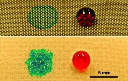 This is a photo of water (blue) and rapeseed oil (red) on stainless steel (top) and polyester (bottom) superhydrophilic-superoleophobic membranes.