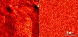 These AFM images are of a superhydrophilic-superoleophobic membrane.
