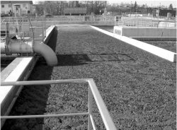 Photograph of sewage sludge at a wastewater treatment plant.