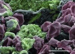 Synthetic platelets (colored green) bind red blood cells (colored red) together in this colorized scanning electron micrograph.