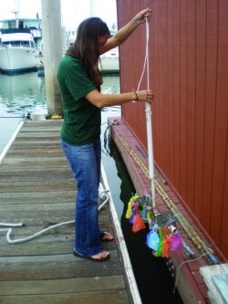 Photo of Chelsea Rochman deploying plastic samples in San Diego Bay.