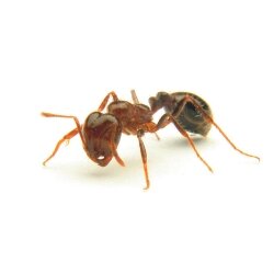 Photograph of fire ant.