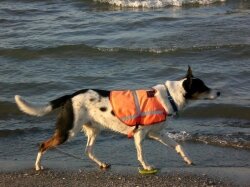 Photograph of a collie patrolling a Wisconsin beach.