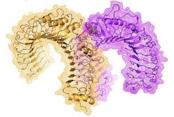 The protein complex between Toll-like receptor 1 (pink ribbon) and Toll-like receptor 2 (orange ribbon) can be probed with small molecule CU-CPT22 (spacefill). Binding interaction determined by molecular modeling.
