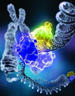 Simulation shows proteins interacting with genomic DNA, with chromosome in the background.