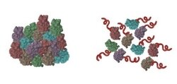 Cartoon demonstrating how entropic bristle works to keep proteins from aggregating.